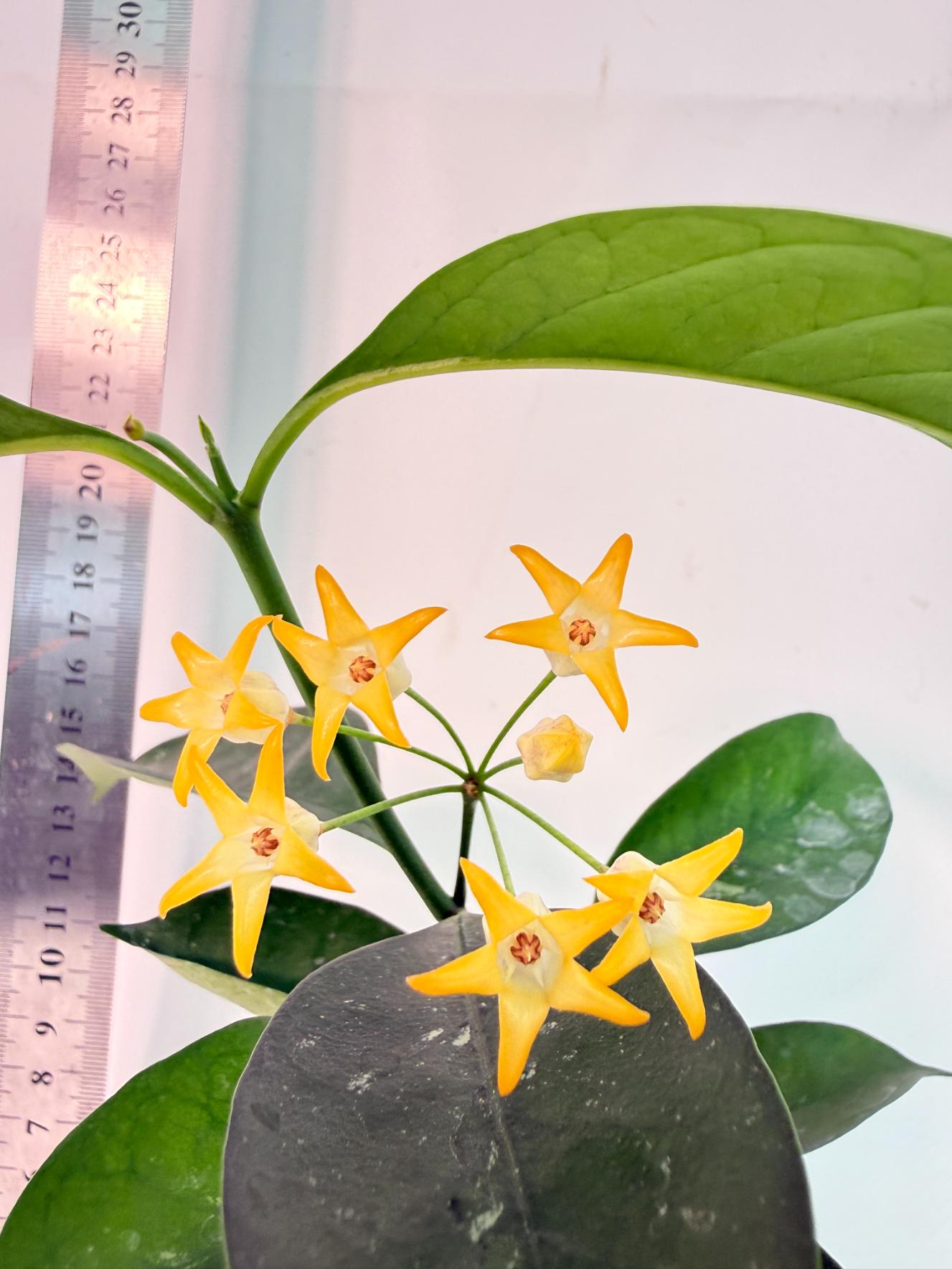Hoya Solokensis with FLOWERS 4