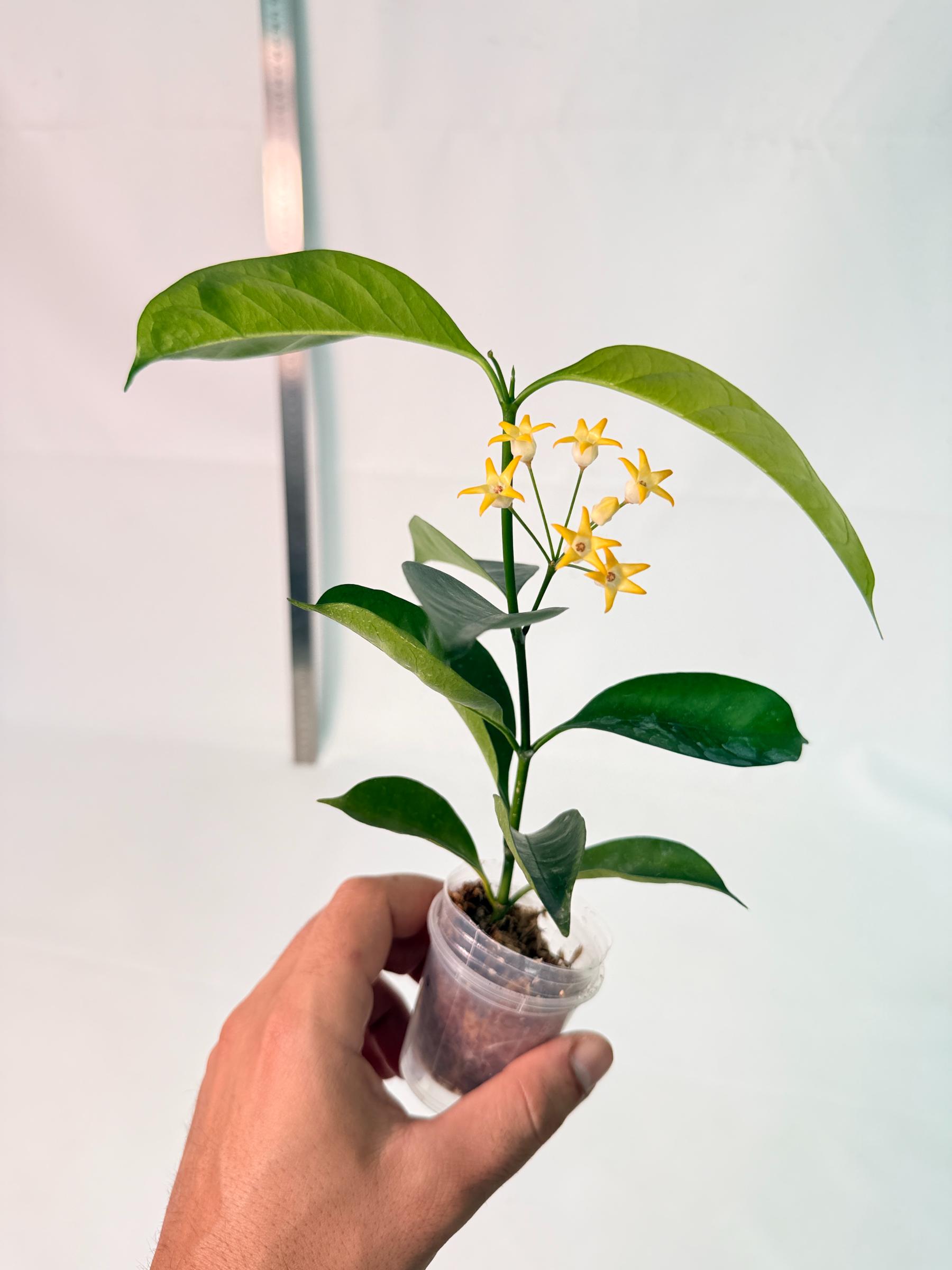 Hoya Solokensis with FLOWERS 6