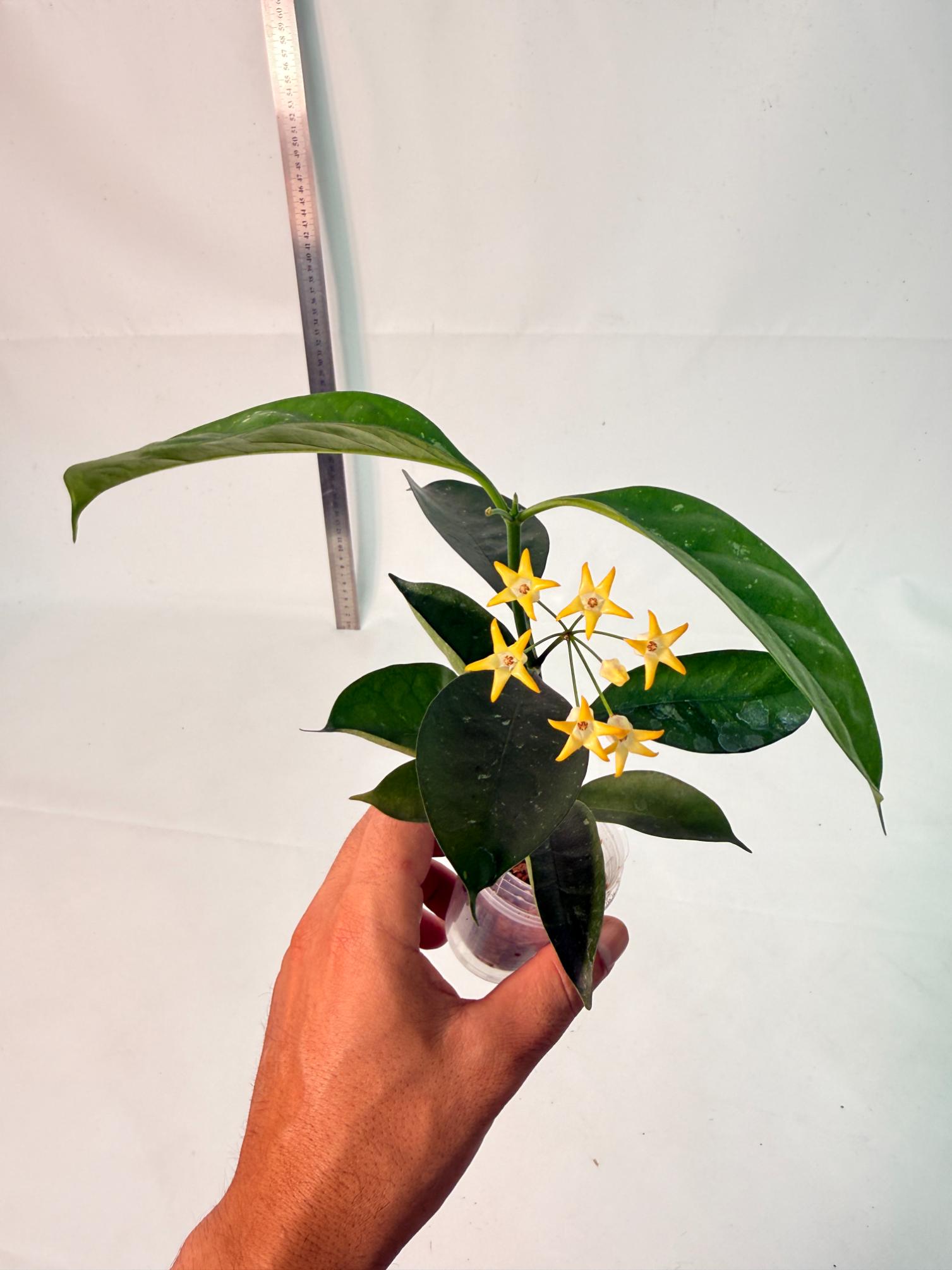 Hoya Solokensis with FLOWERS 7