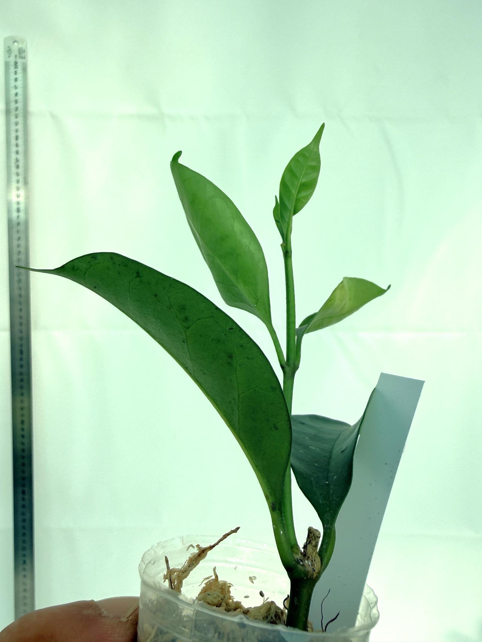 Hoya Solokensis