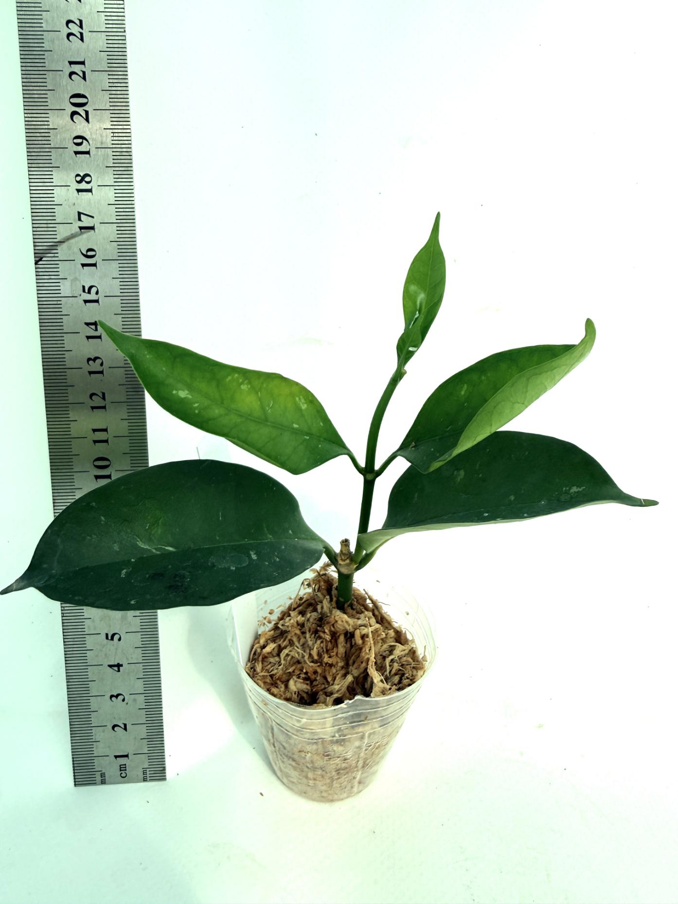 Hoya Solokensis