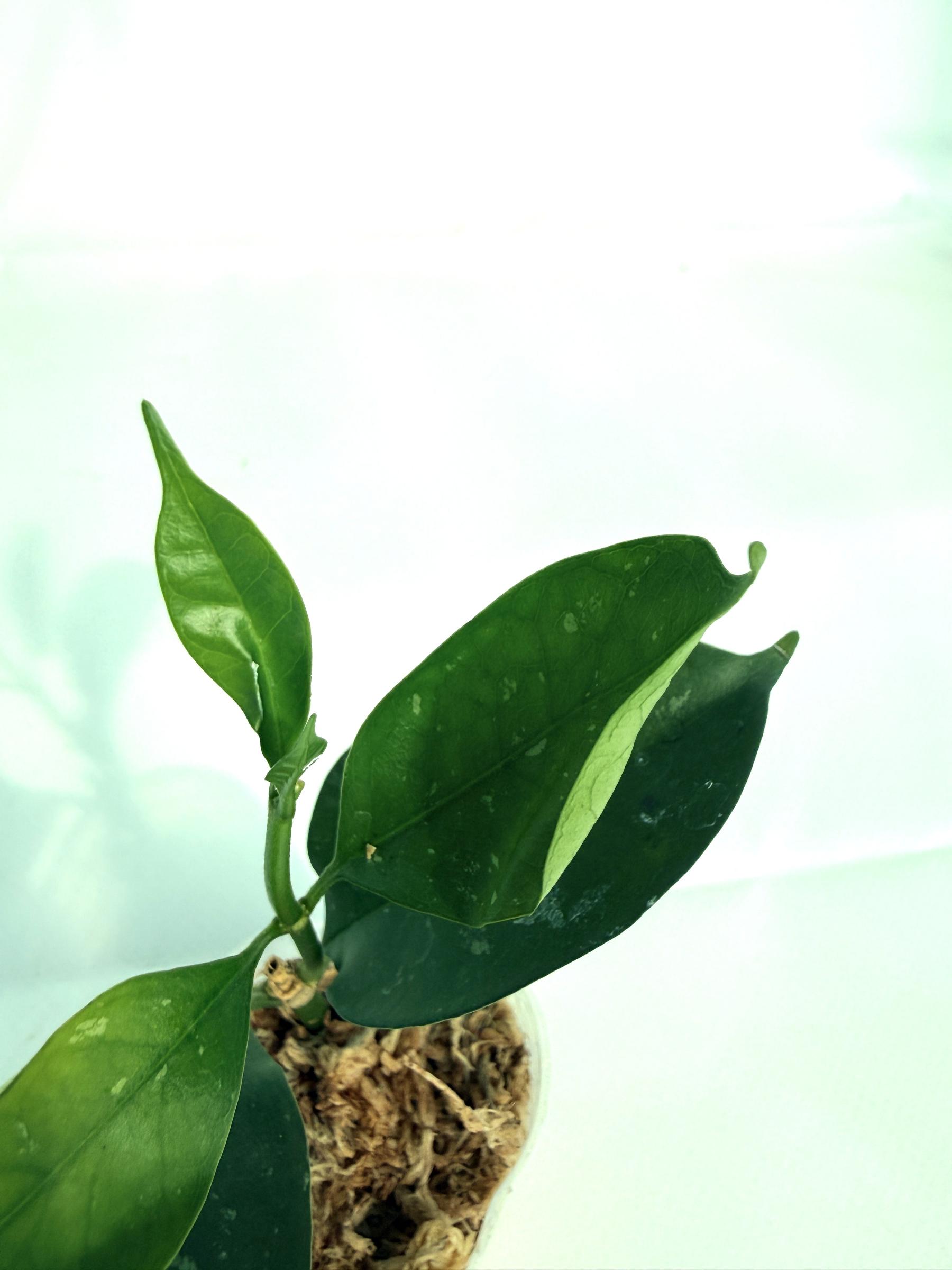 Hoya Solokensis