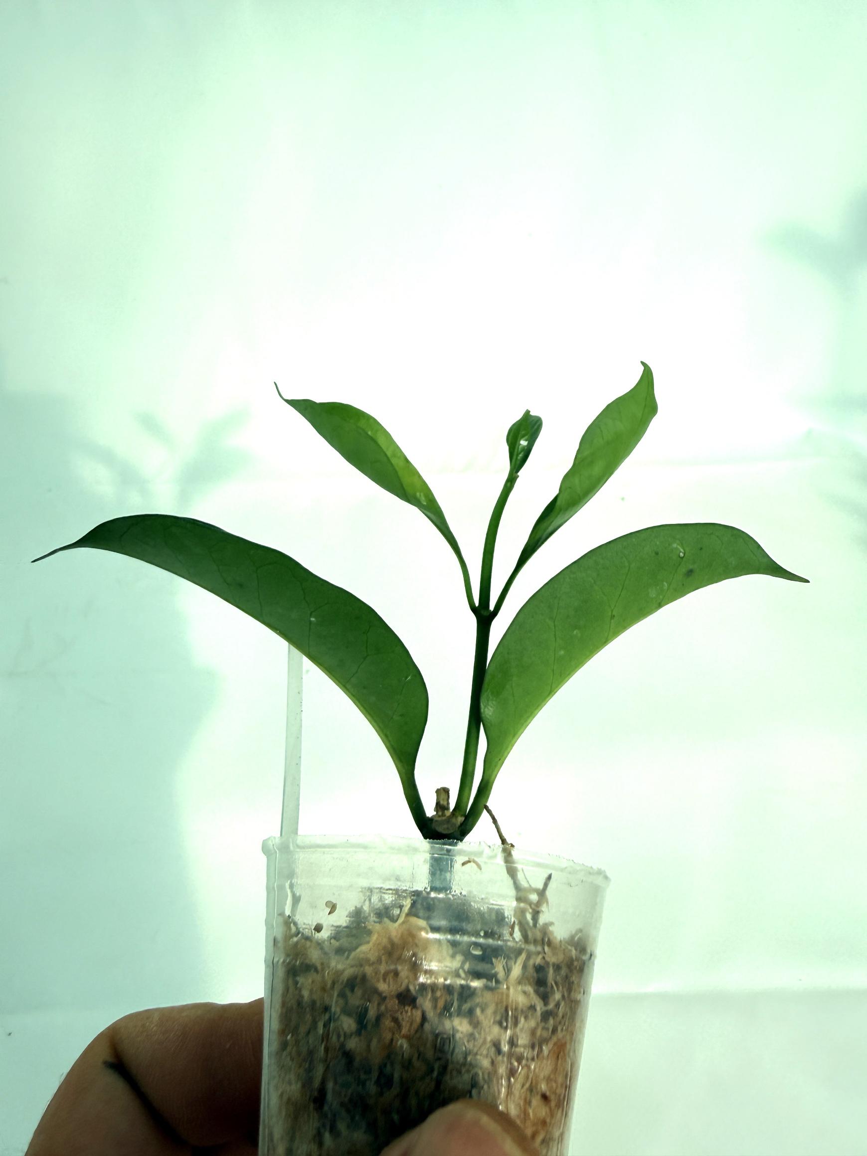Hoya Solokensis