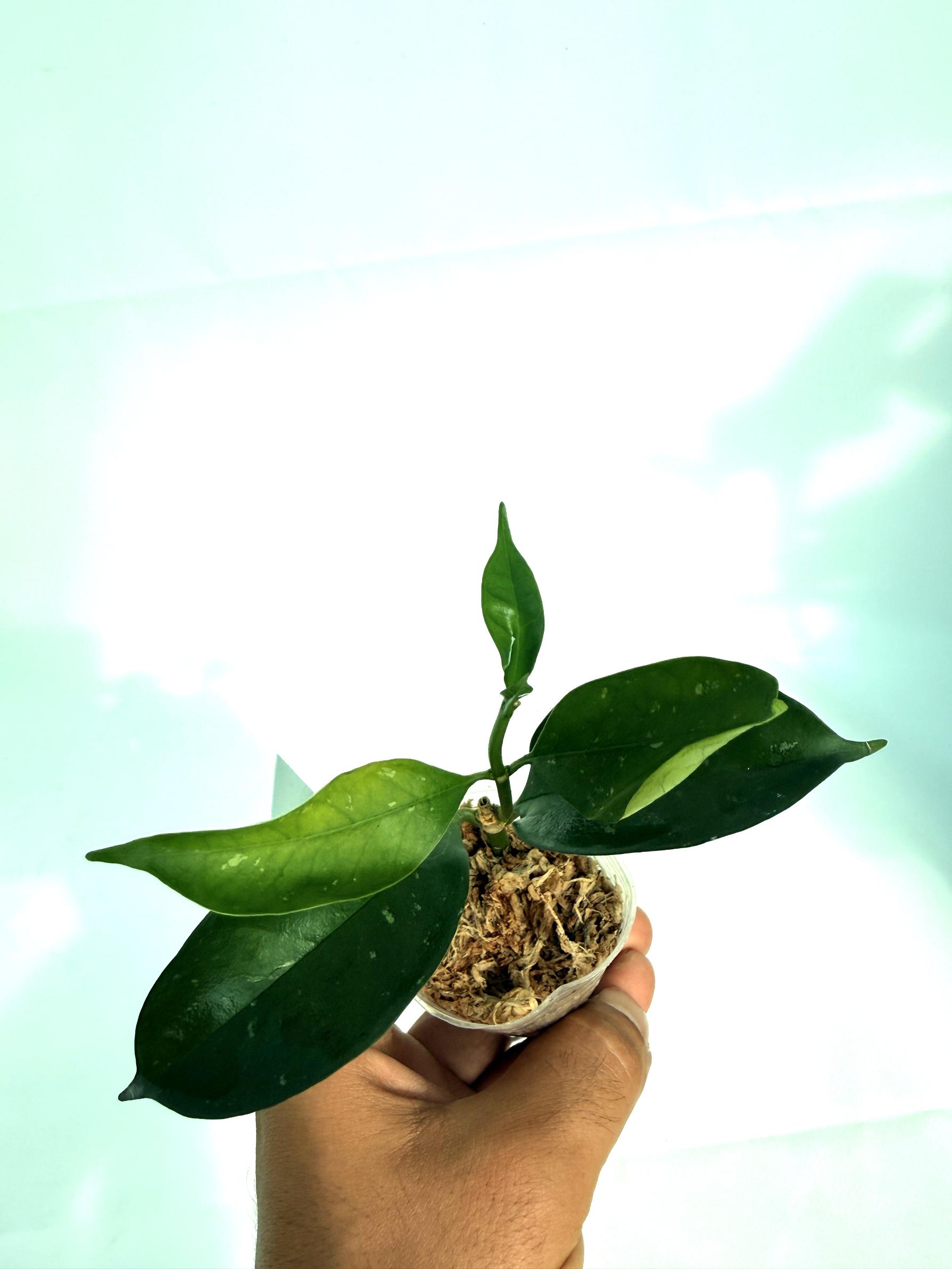 Hoya Solokensis