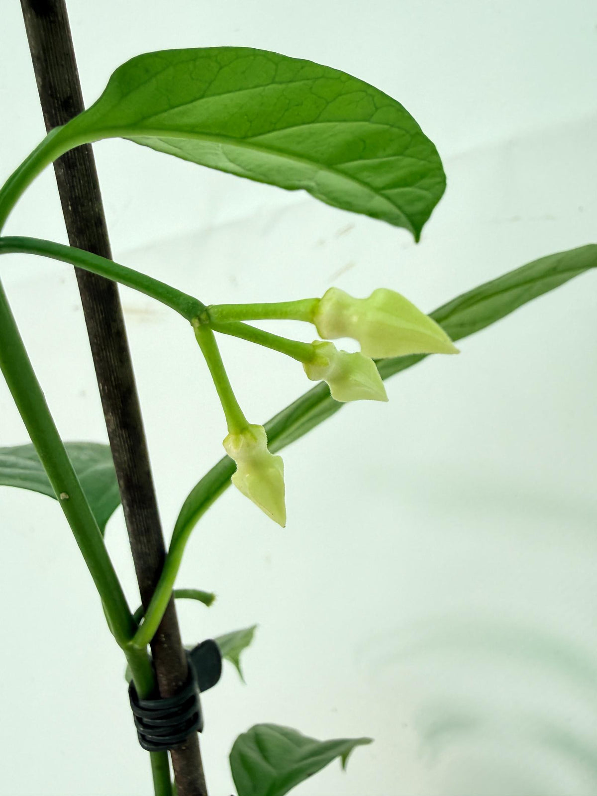 Hoya Solokensis with FLOWERS 02