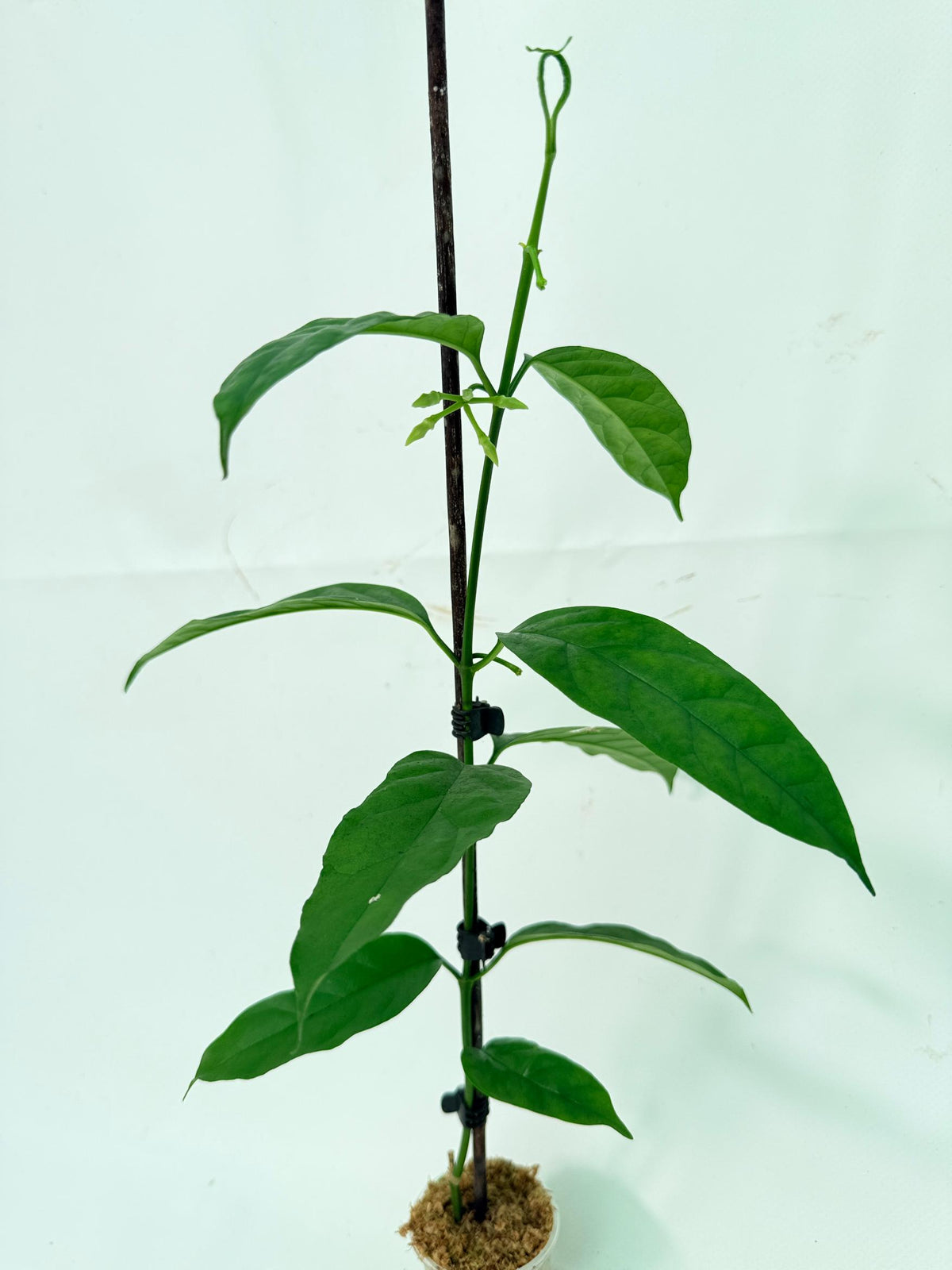 Hoya Solokensis with FLOWERS 01