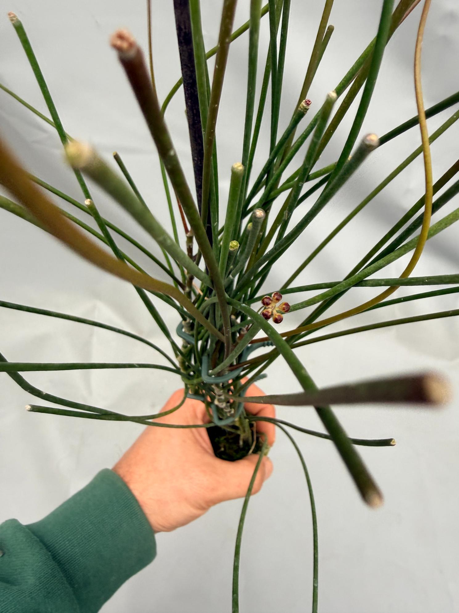 Hoya Spartioides 01