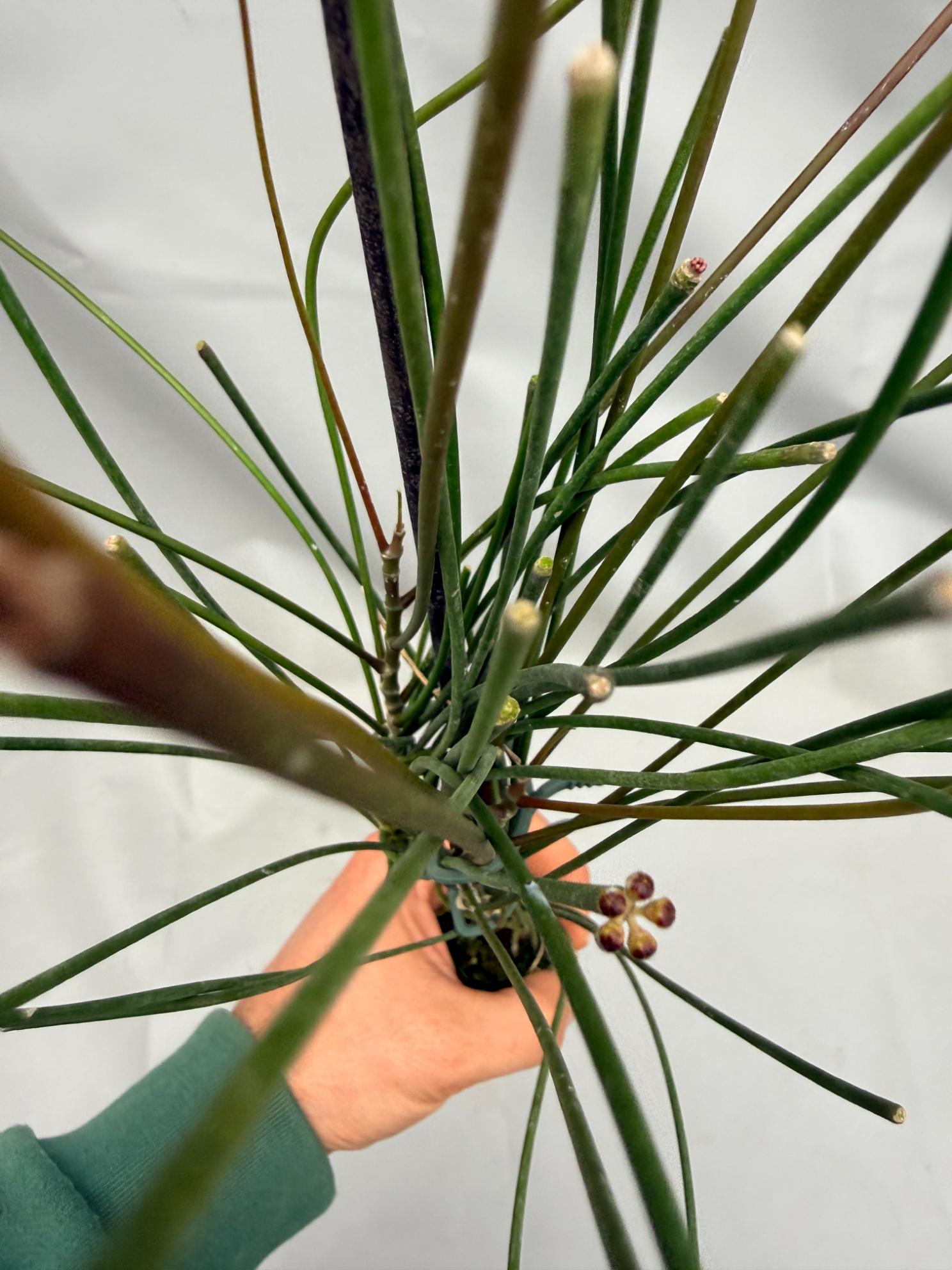 Hoya Spartioides 02