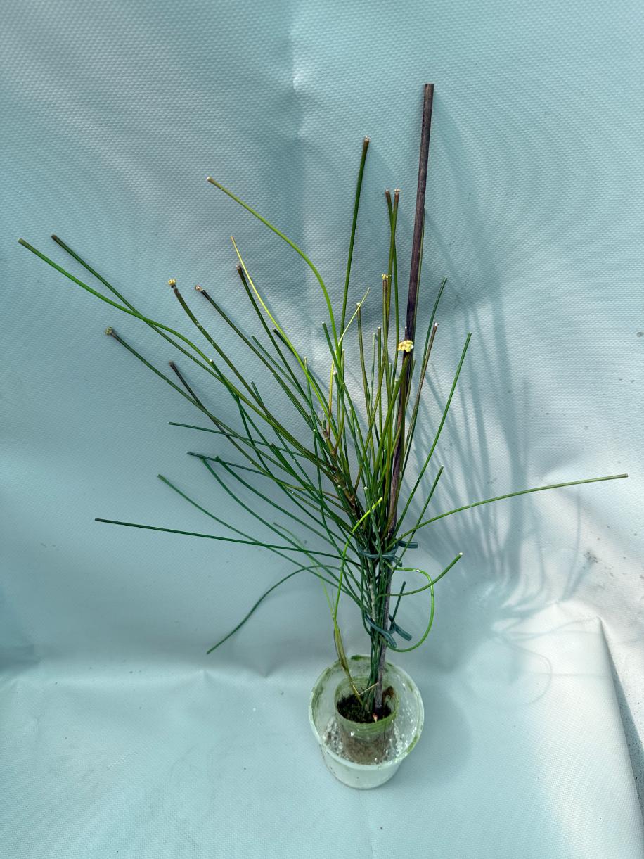 Hoya Spartioides with FLOWERS 2