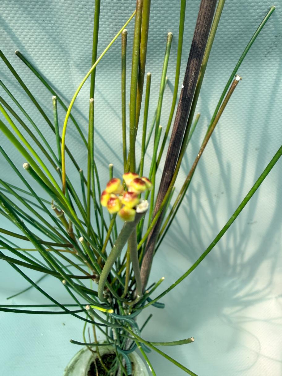 Hoya Spartioides with FLOWERS