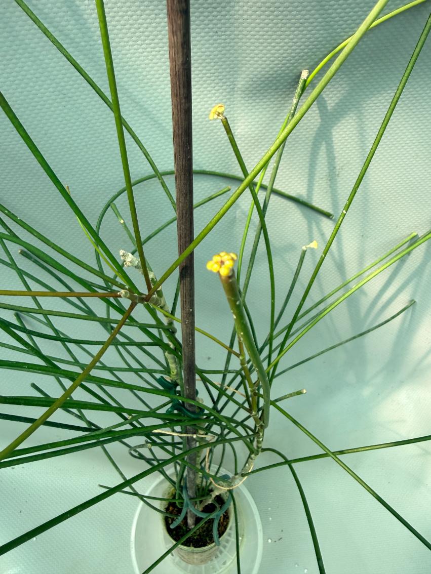 Hoya Spartioides with FLOWERS 5