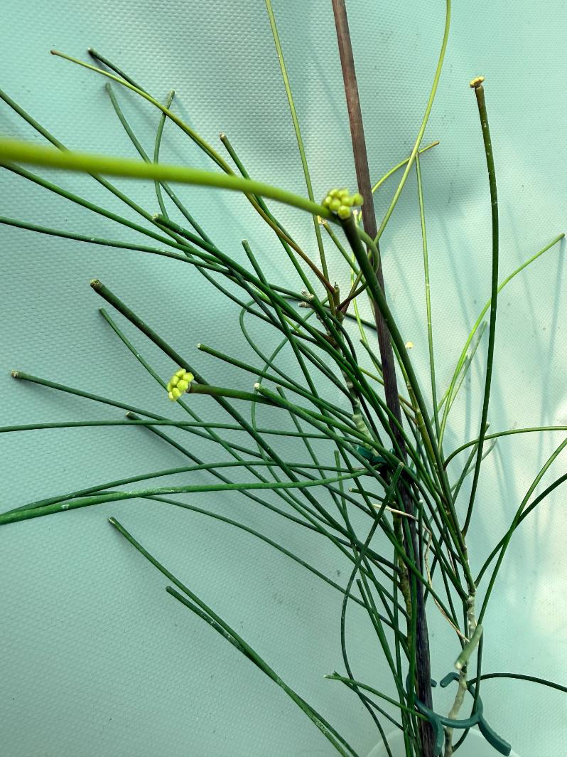 Hoya Spartioides with FLOWERS