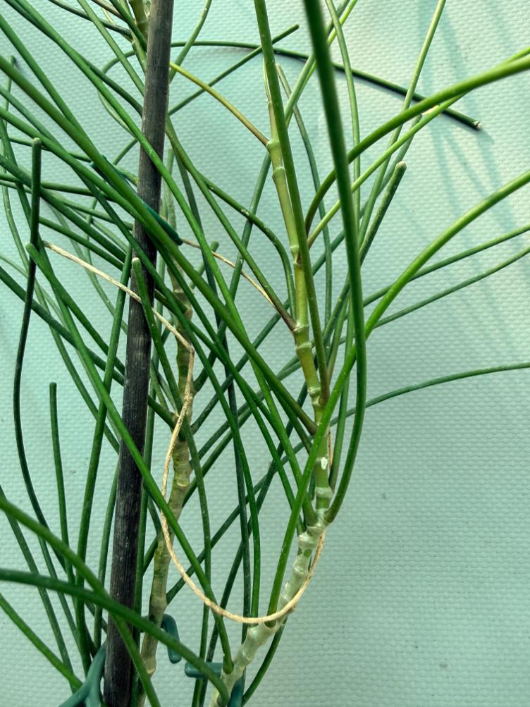 Hoya Spartioides with FLOWERS 2