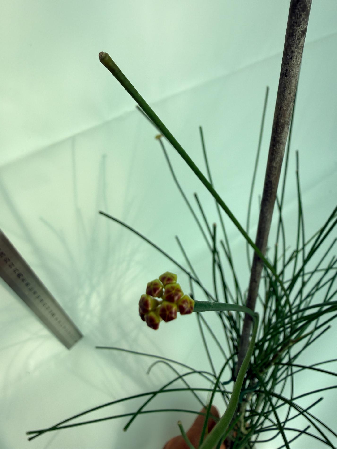 Hoya Spartioides with FLOWERS 2