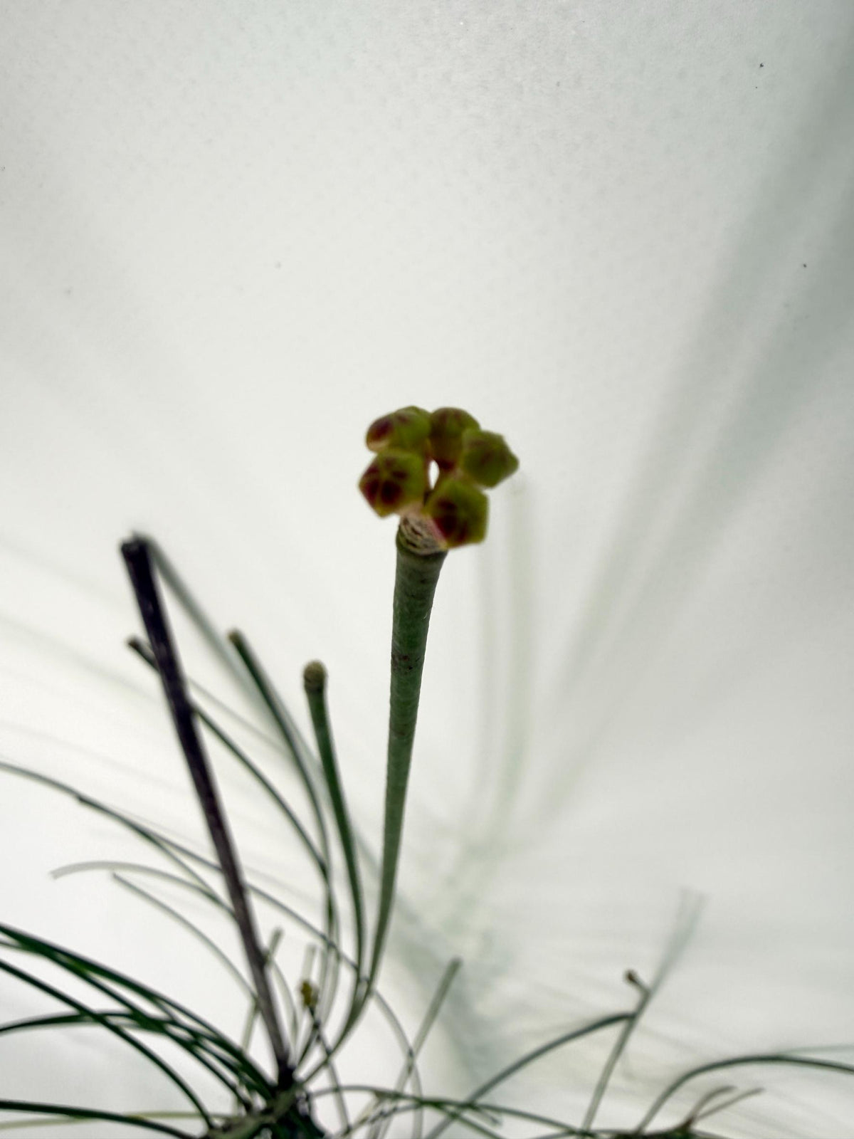 Hoya Spartioides XL with FLOWERS 07