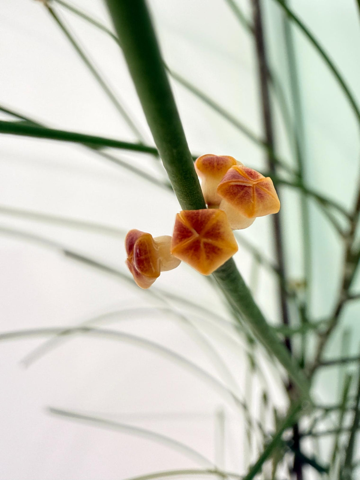 Hoya Spartioides XL with FLOWERS 09