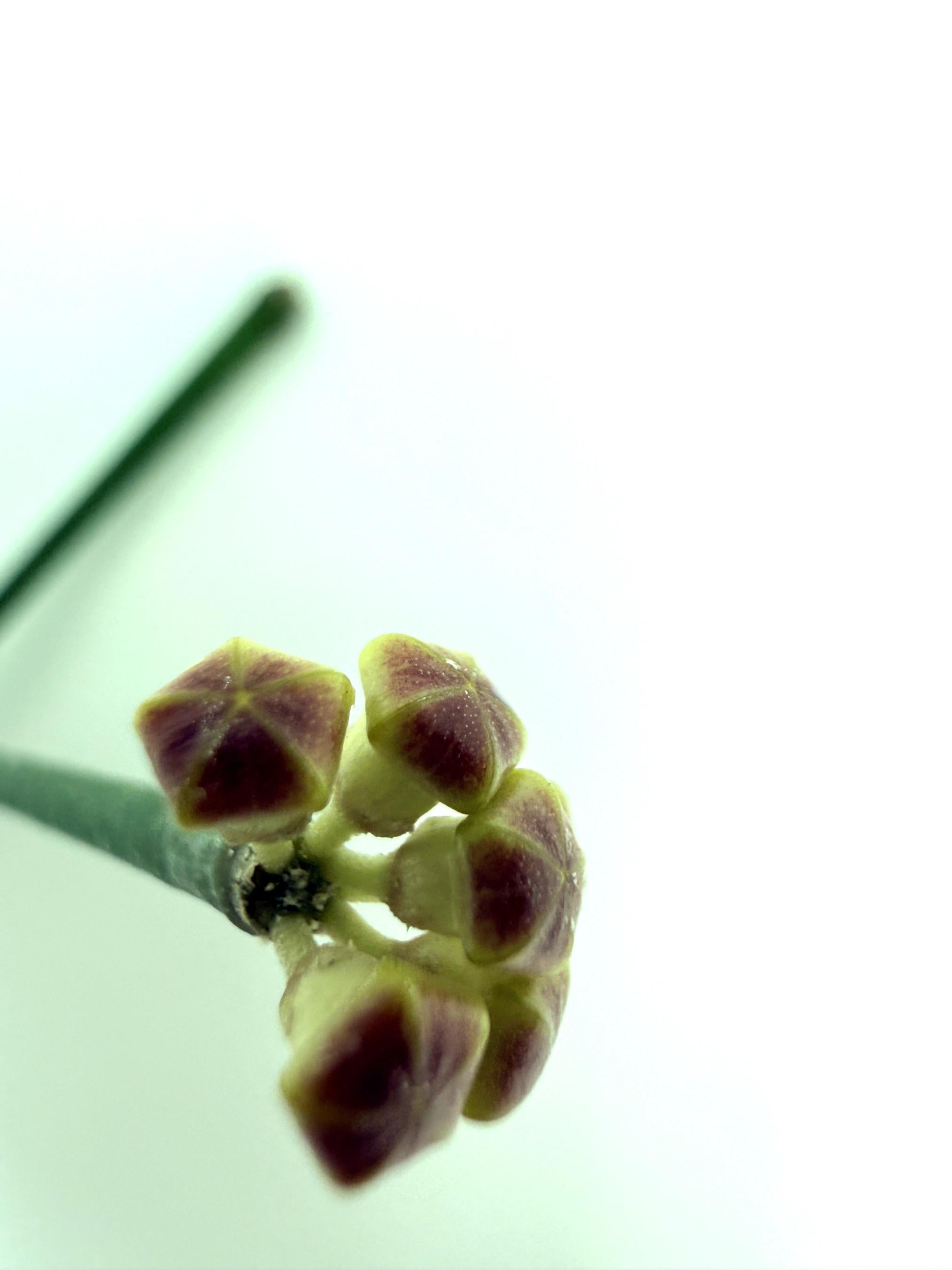 Hoya Spartioides with FLOWERS 3