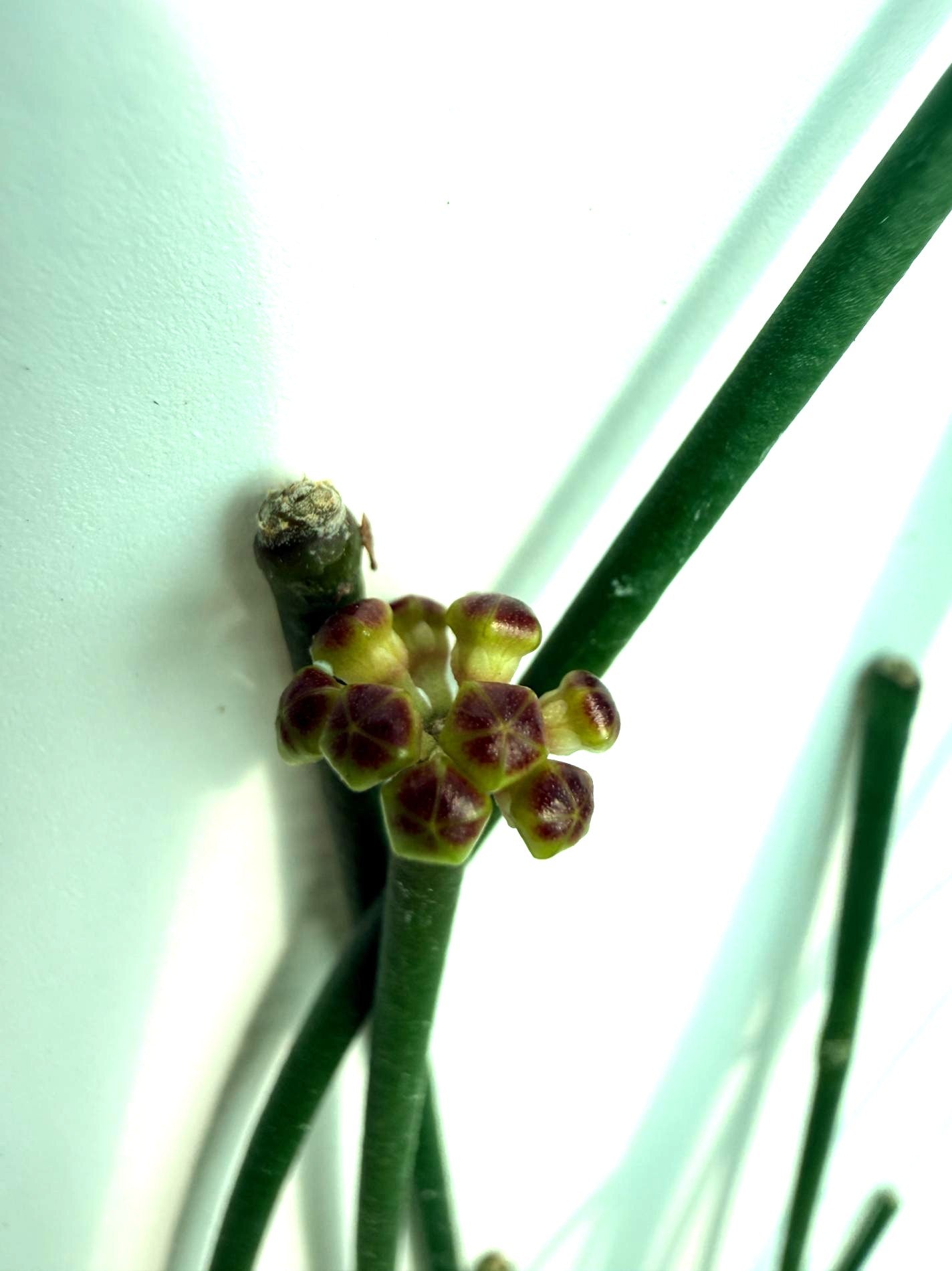 Hoya Spartioides with FLOWERS 4