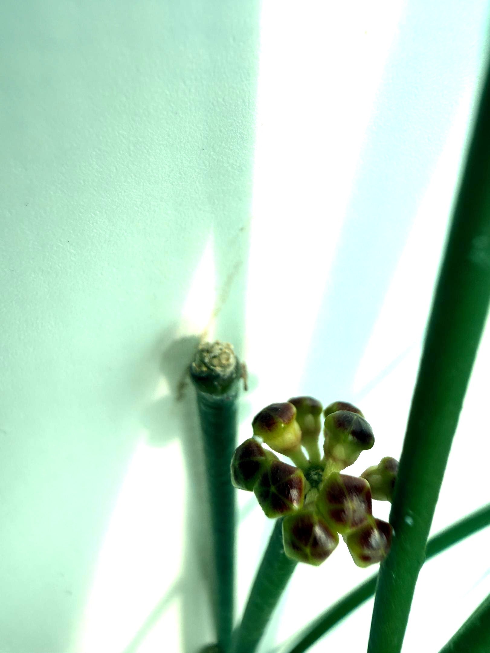 Hoya Spartioides with FLOWERS 7