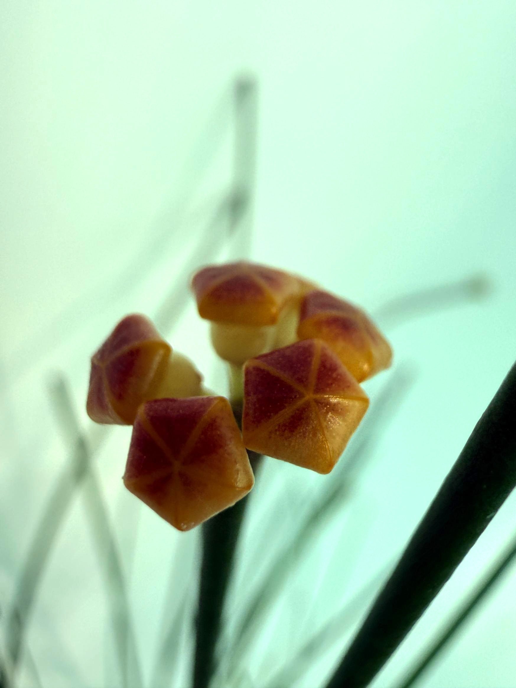Hoya Spartioides with FLOWERS 1
