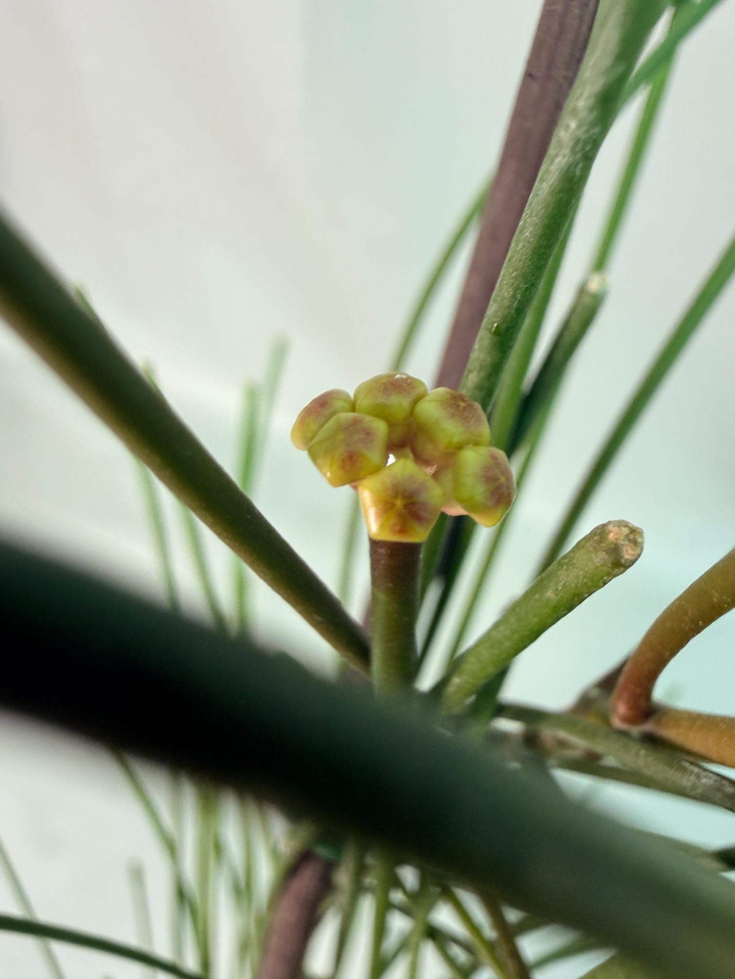 Hoya Spartioides with FLOWERS 10