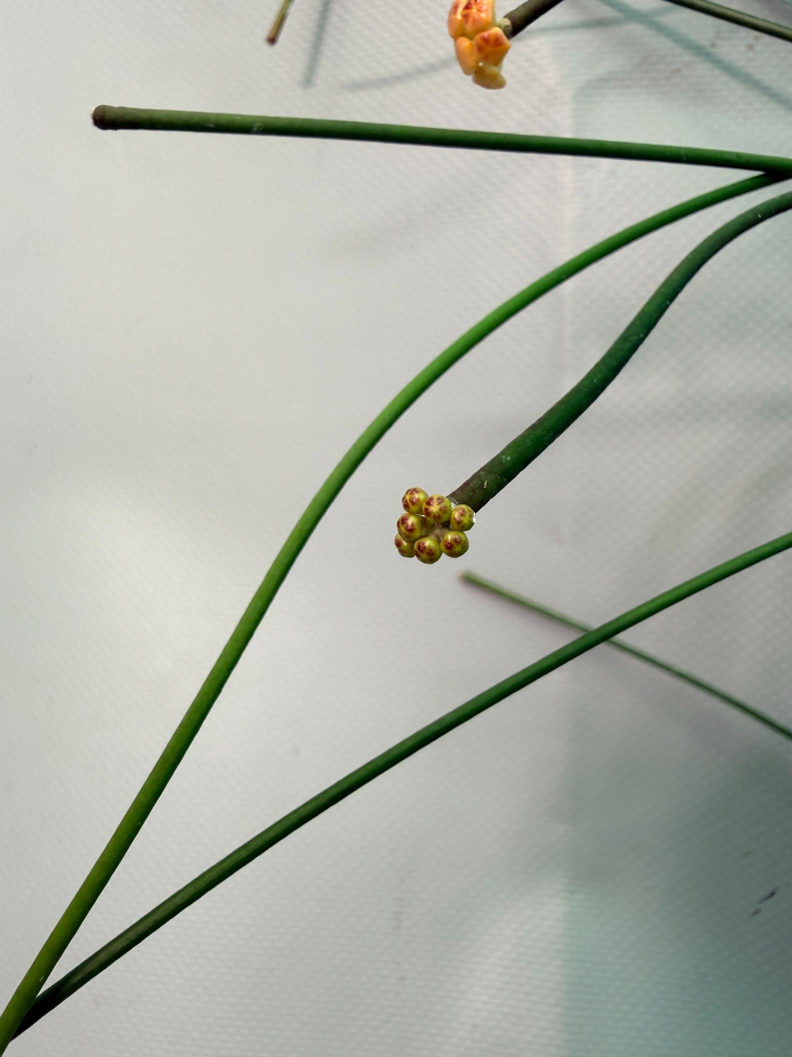 Hoya Spartioides with FLOWERS 04