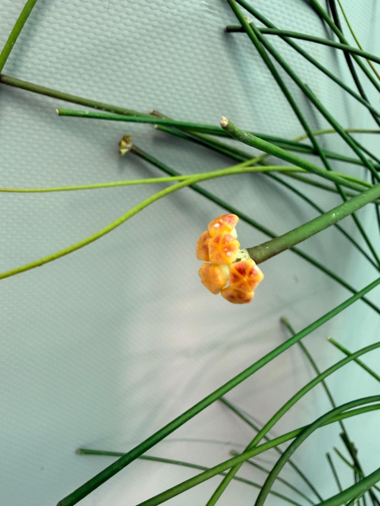 Hoya Spartioides with FLOWERS 05