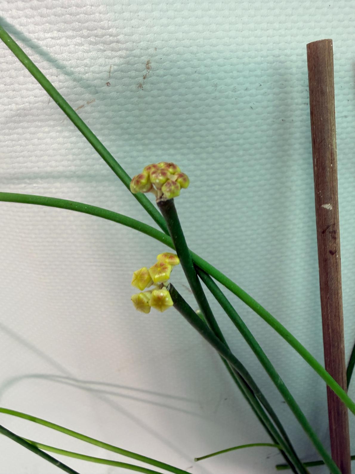 Hoya Spartioides with FLOWERS 06