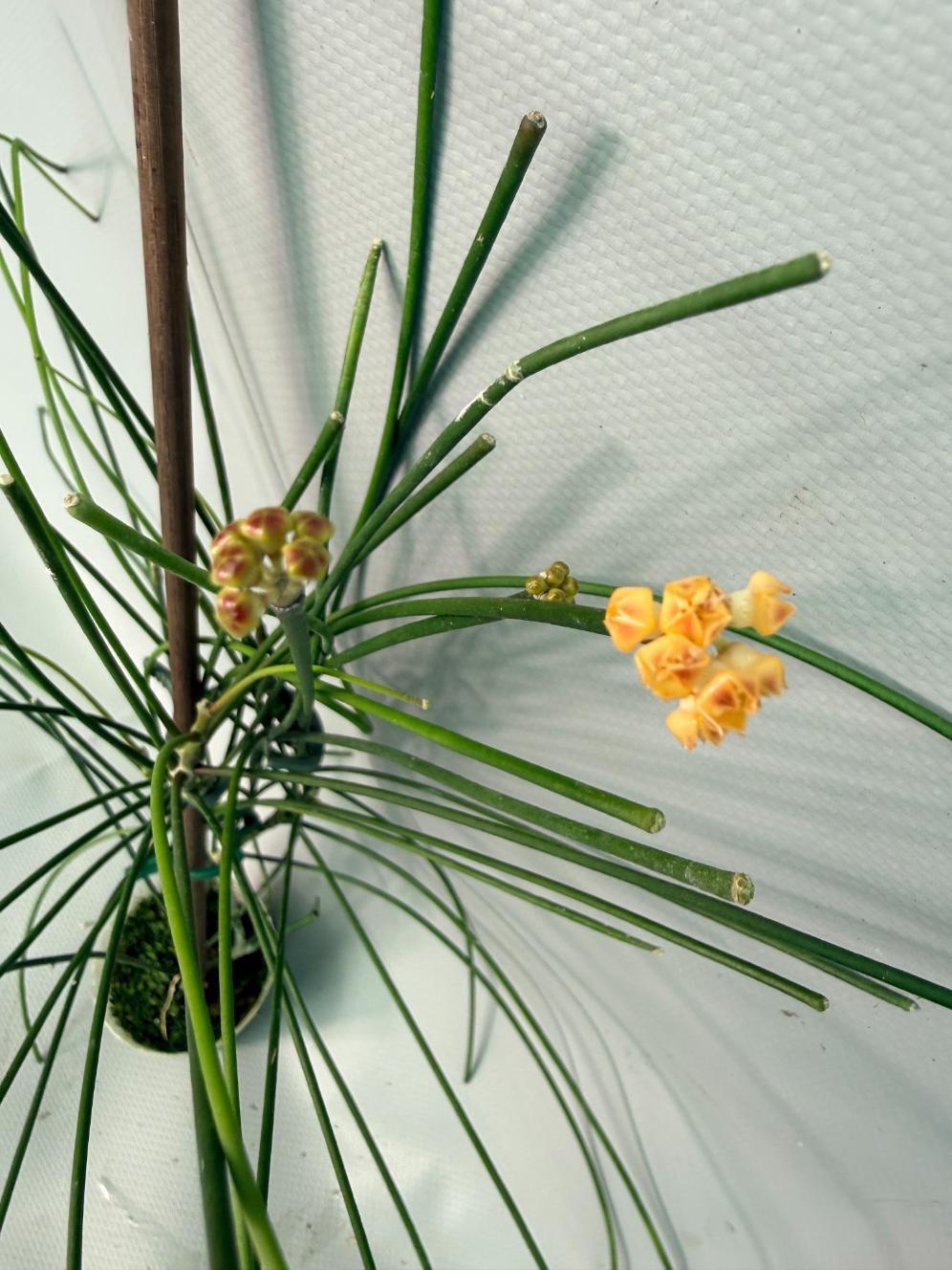 Hoya Spartioides with FLOWERS 08
