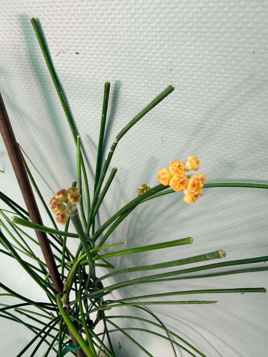 Hoya Spartioides with FLOWERS 02