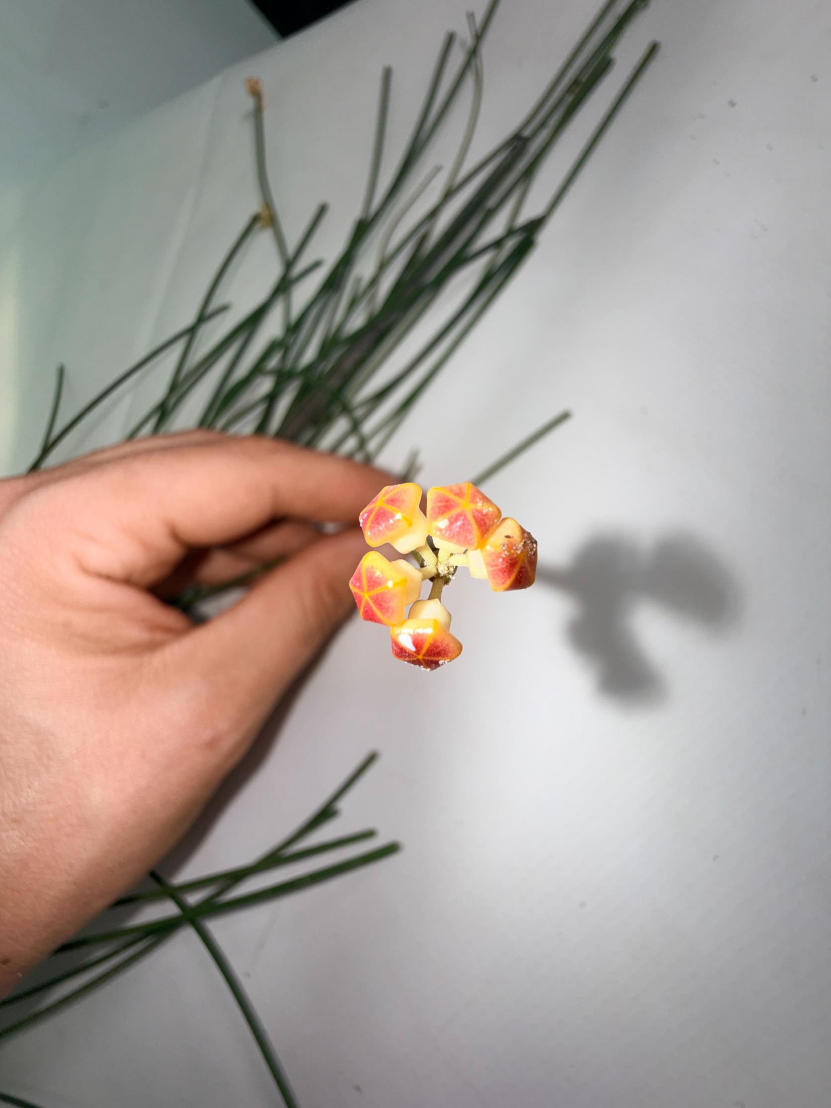 Hoya_Spartioides_with_FLOWERS_07