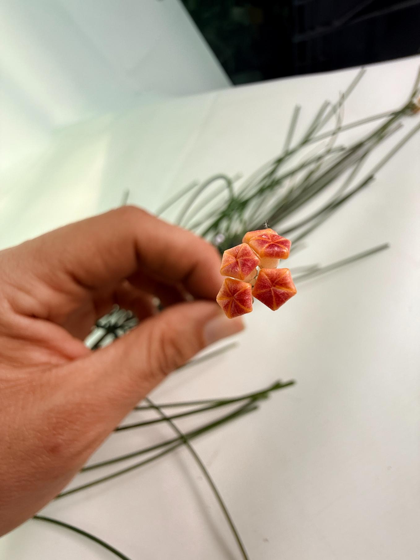 Hoya_Spartioides_with_FLOWERS_06