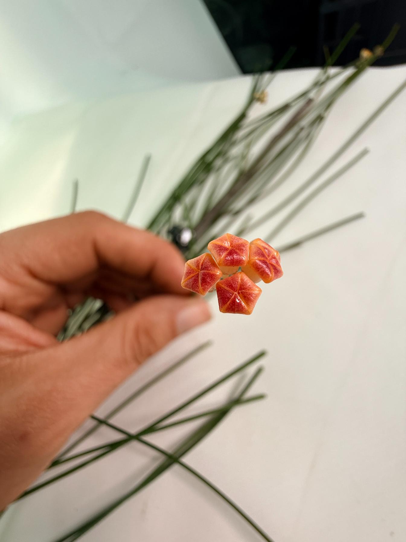Hoya_Spartioides_with_FLOWERS_04