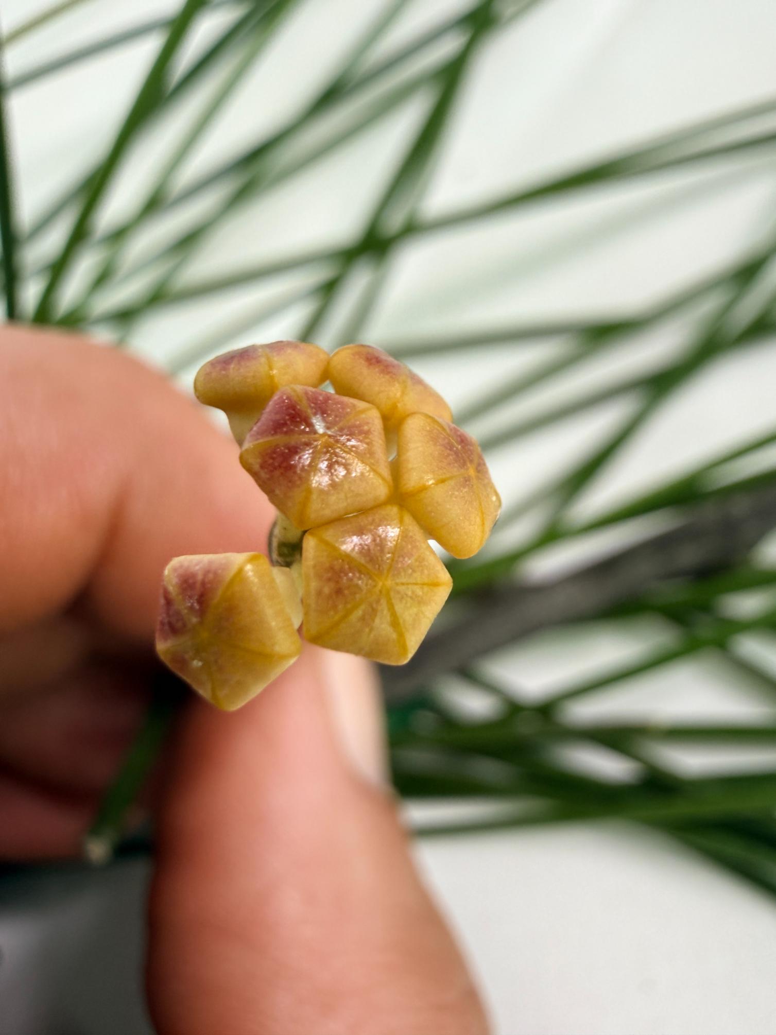 Hoya Spartioides with FLOWERS 03