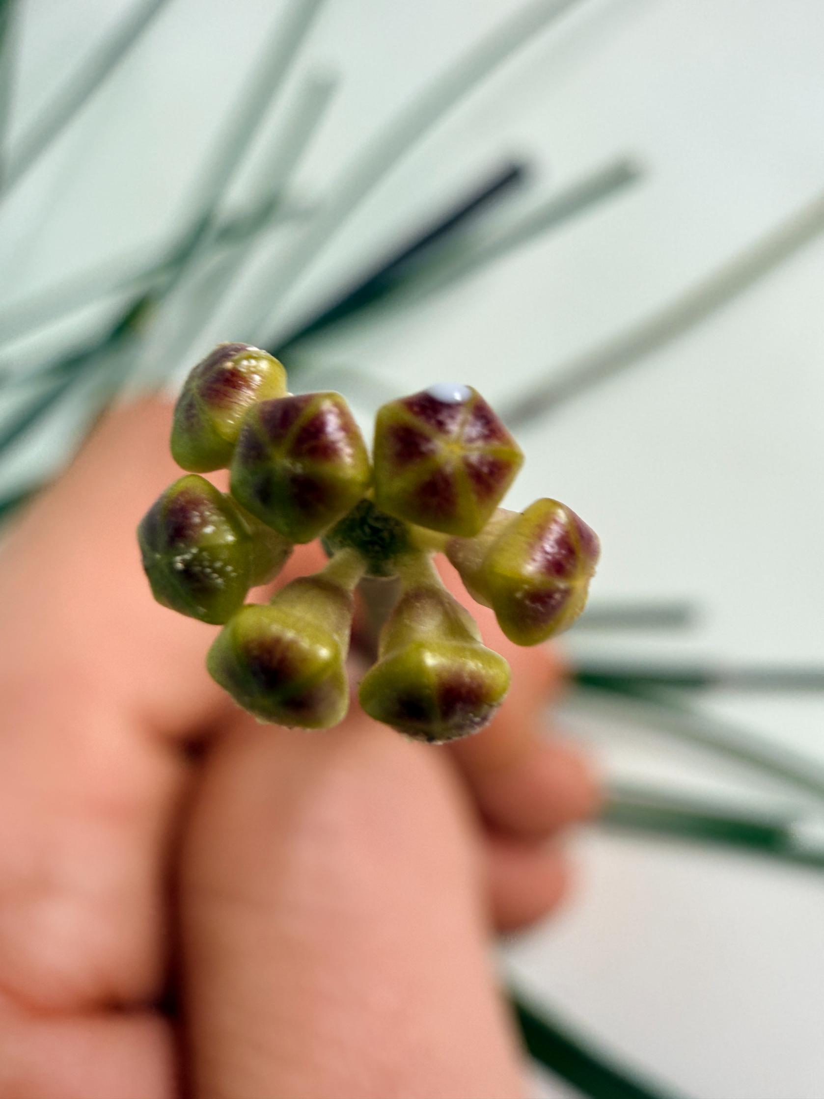 Hoya Spartioides with FLOWERS 04