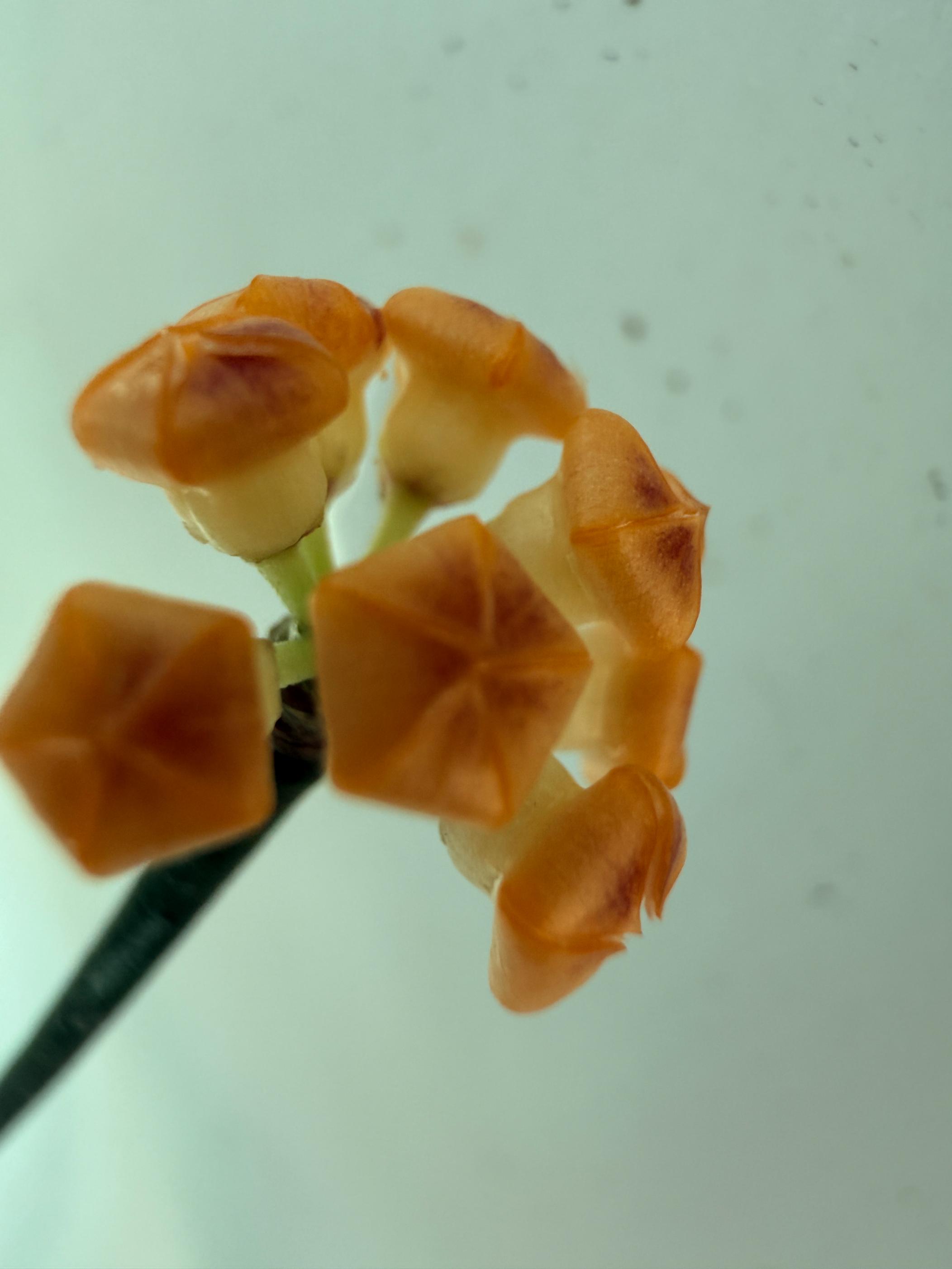 Hoya Spartioides XL with FLOWERS 7