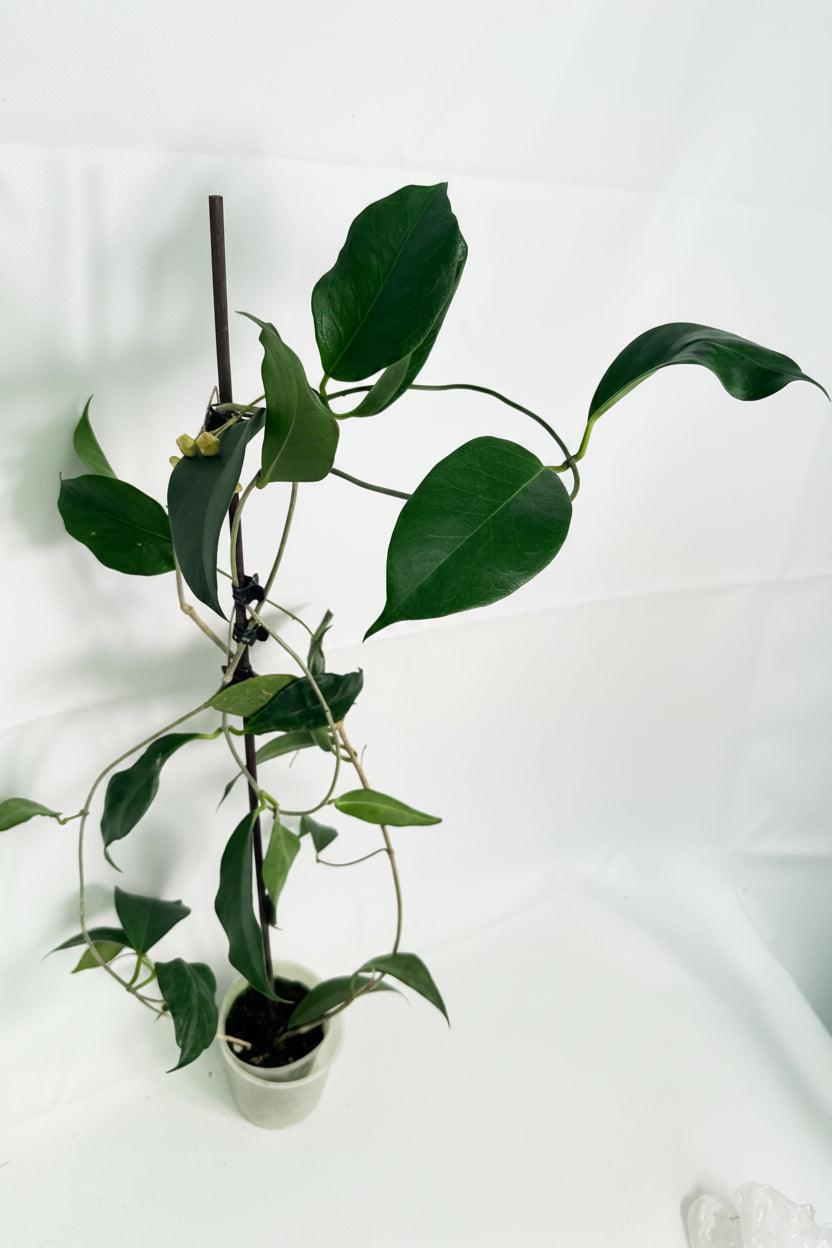 Hoya Subcalva 08
