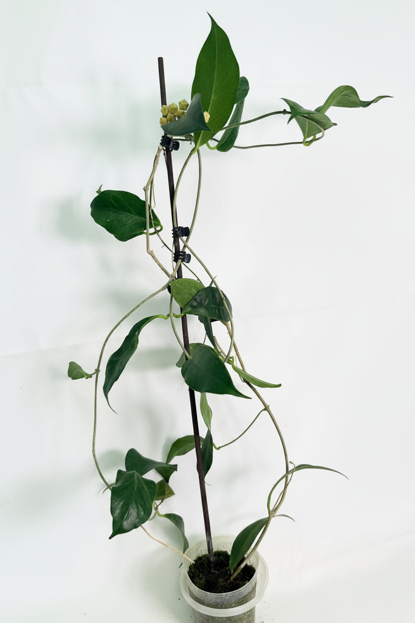 Hoya Subcalva 01