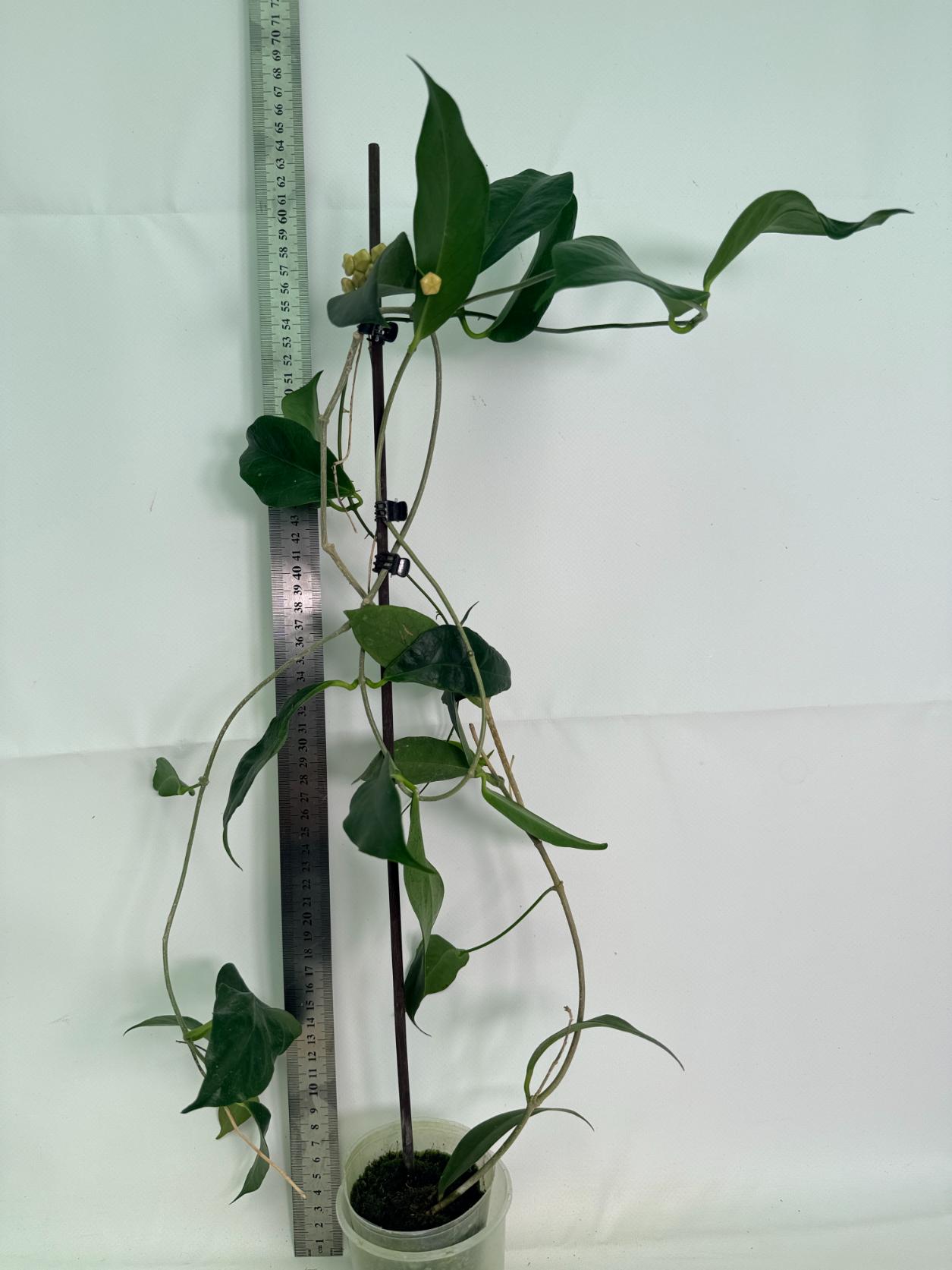 Hoya Subcalva 02