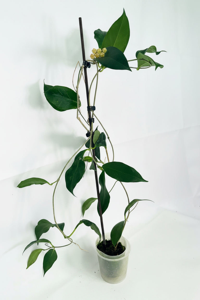 Hoya Subcalva 03