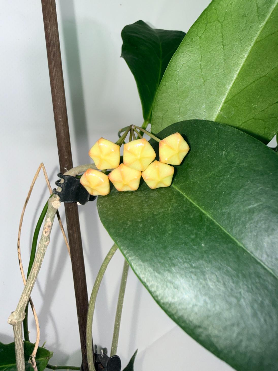 Hoya Subcalva 04