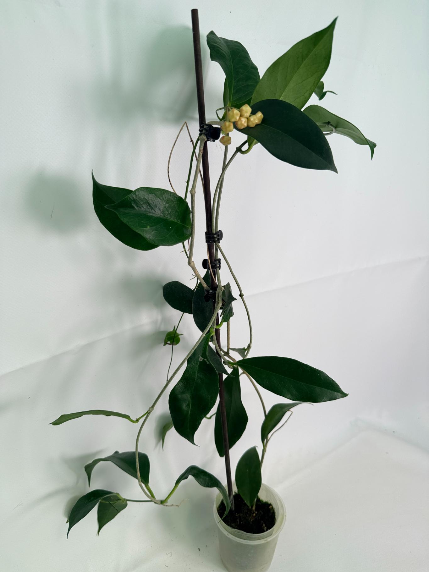 Hoya Subcalva 06