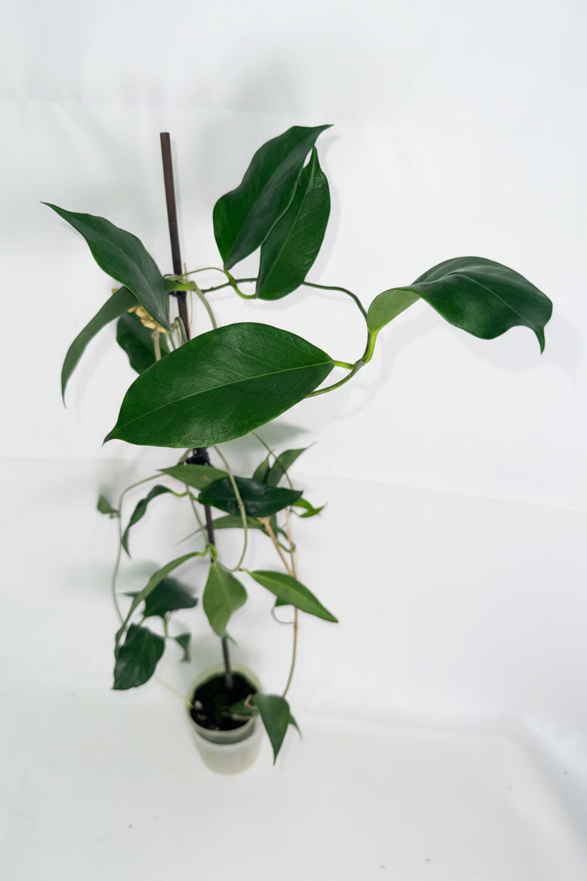 Hoya Subcalva 07