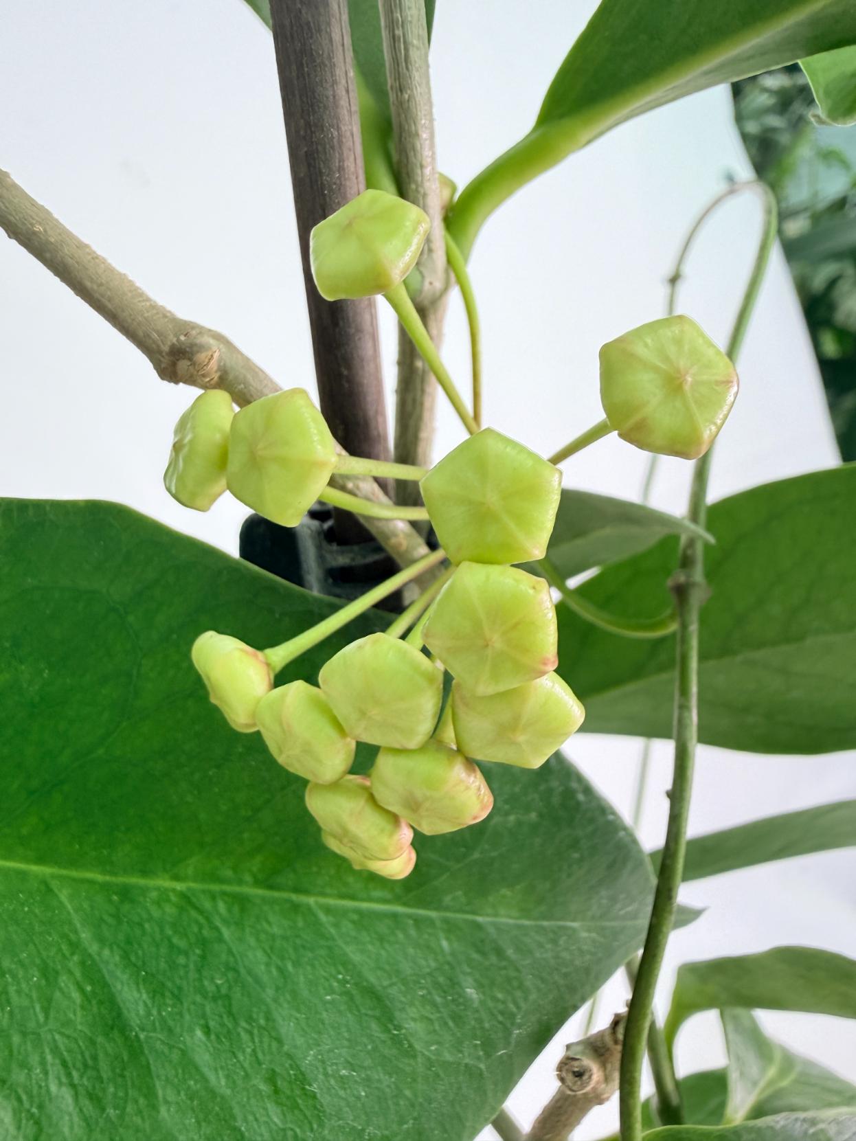 Hoya Subcalva 07