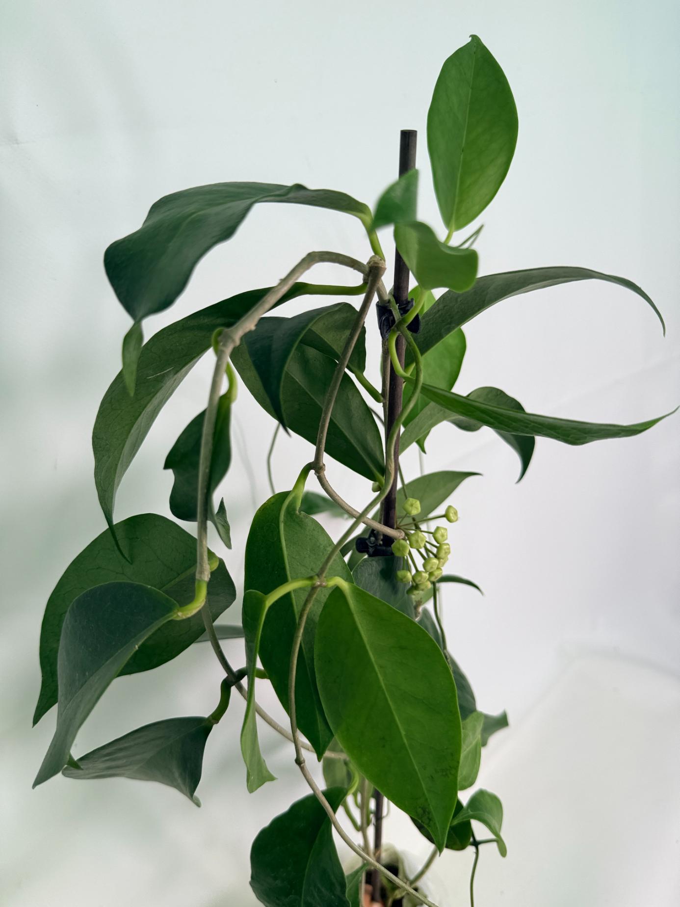 Hoya Subcalva 08