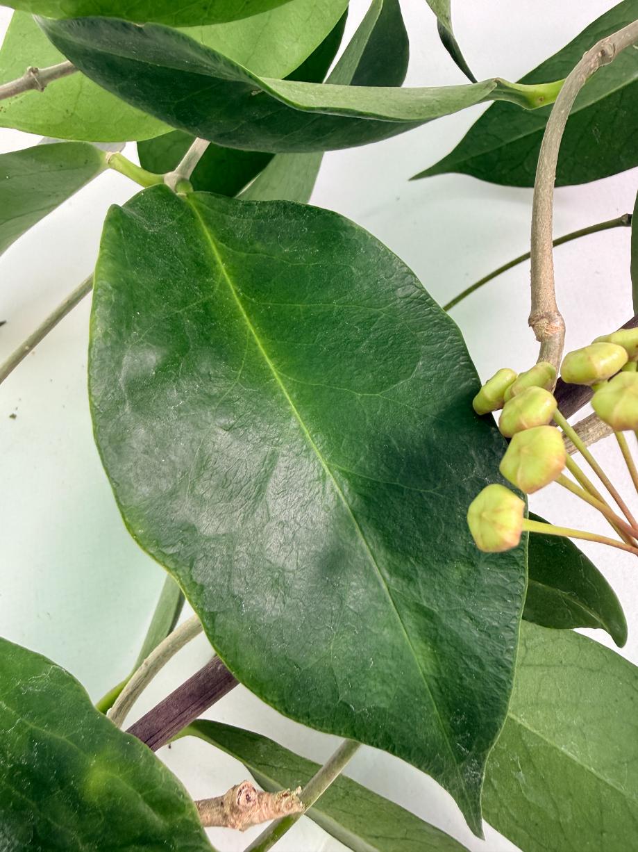 Hoya Subcalva 09