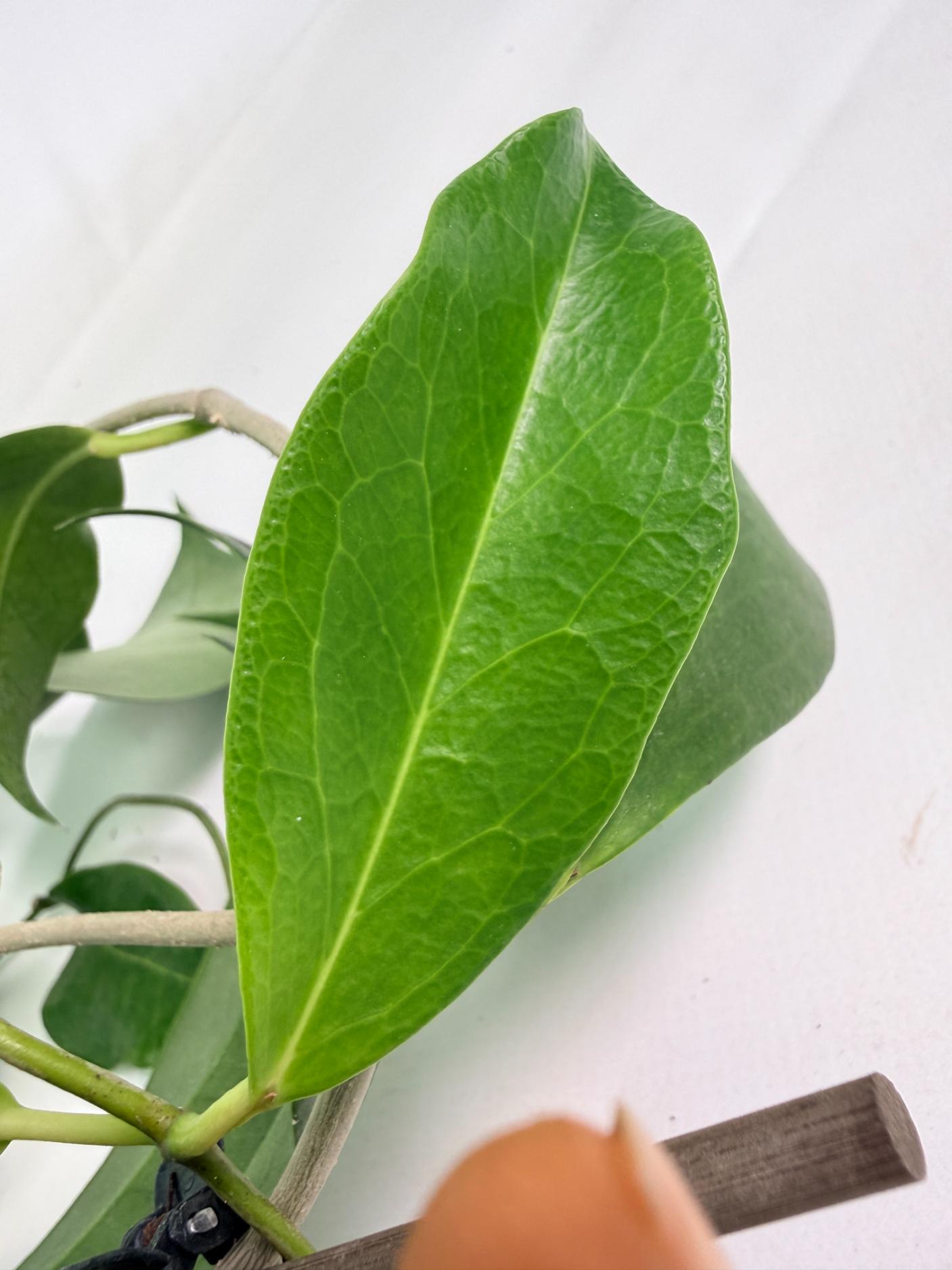 Hoya Subcalva 10