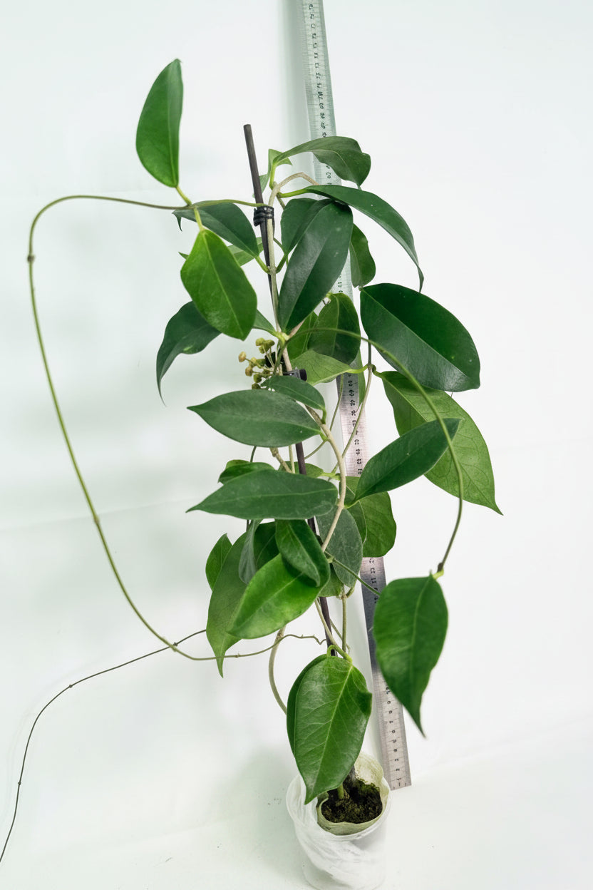 Hoya Subcalva 01