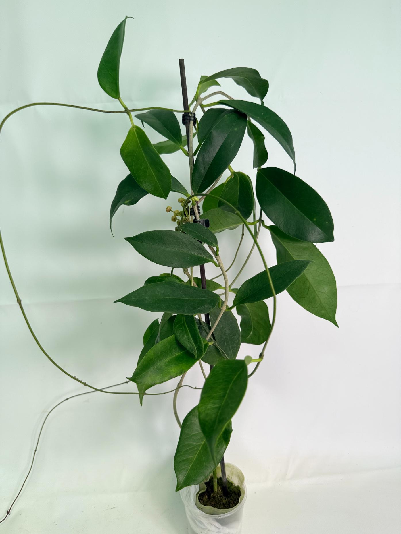 Hoya Subcalva 02
