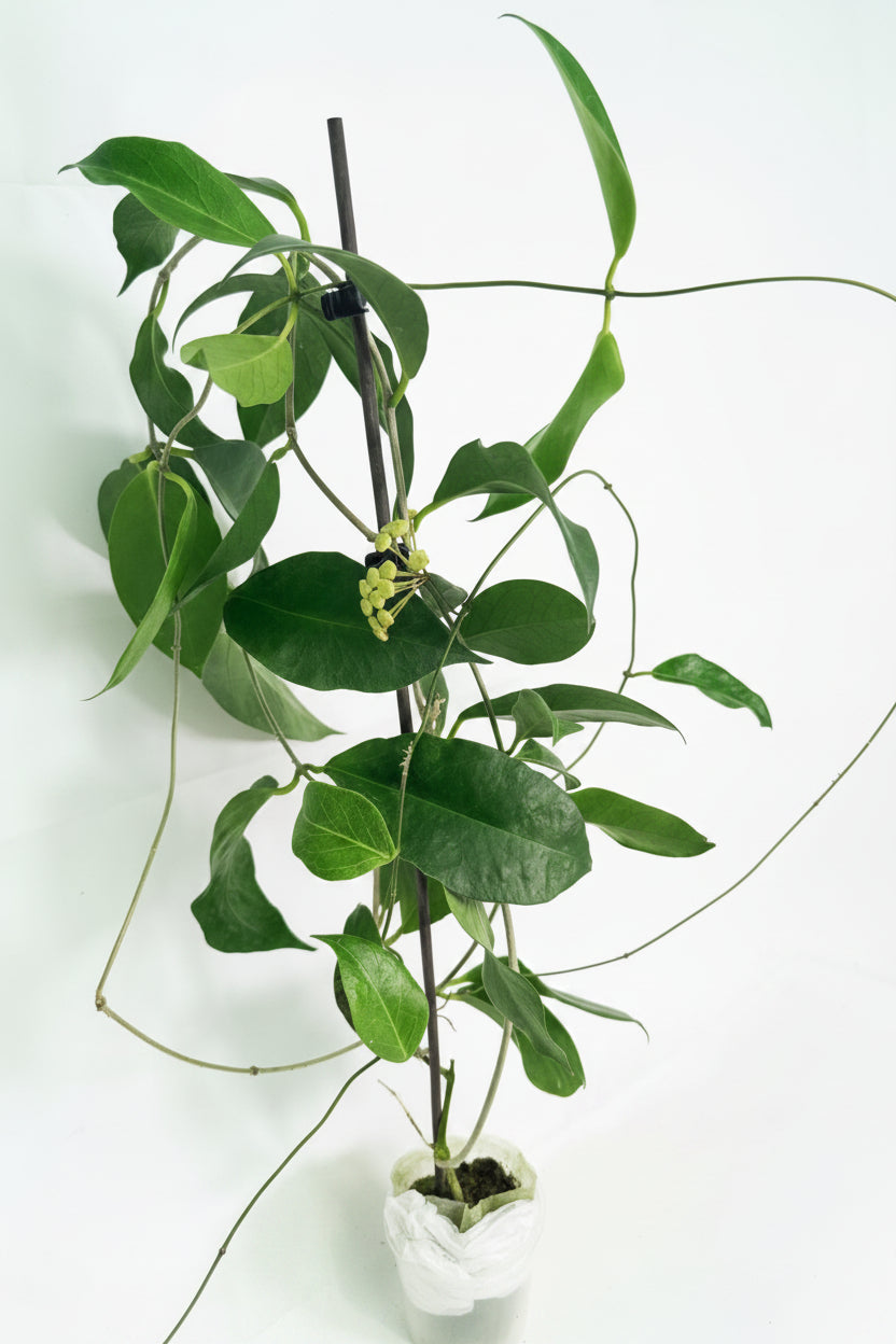 Hoya Subcalva 03